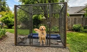 The 9 Best Outdoor Dog Kennels in Australia