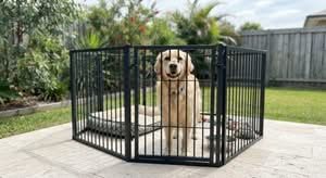 A metal dog playpen, considered one of the best dog playpens in Australia, shown in a typical backyard setting.