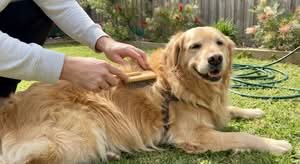 Review of the best dog brush for Australian dog owners.