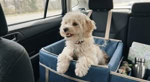 A dog happily sits in a dog car booster seat australia, ready for a ride.
