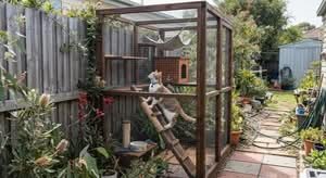 A cat happily playing in one of the best cat enclosures Australia has to offer, captured in a candid outdoor shot.